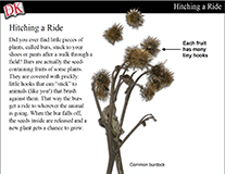 Seed Dispersal Cover Image