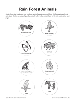 Rain Forest Animals