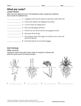 What Are Roots?