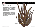 Nature's Weather Clues Mini-Lesson -- PowerPoint Slideshow